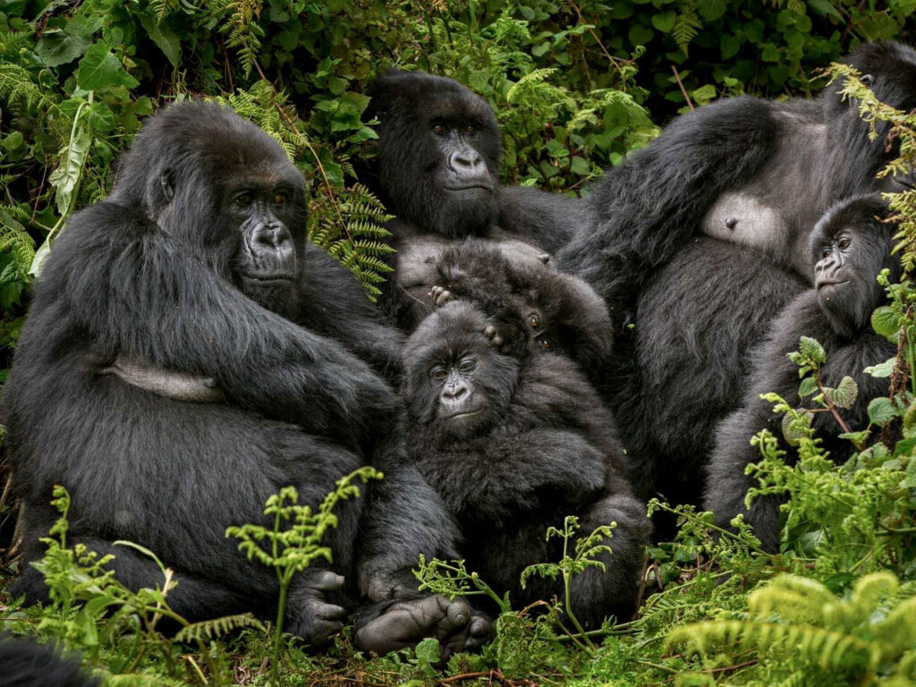Family gorilla