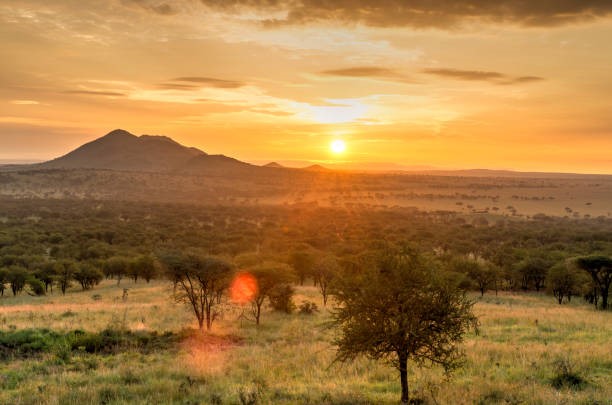 Sunrise over Serengeti plains with golden light